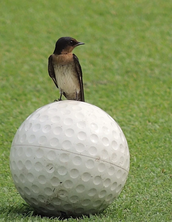 a bird sits on the top of a ball in the grass
