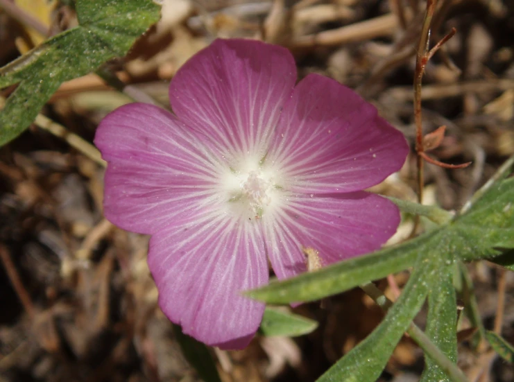 a close up of a purple flower and its green leaves