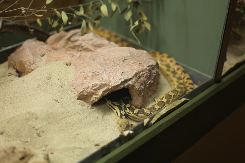 a snake in a display case on top of gravel