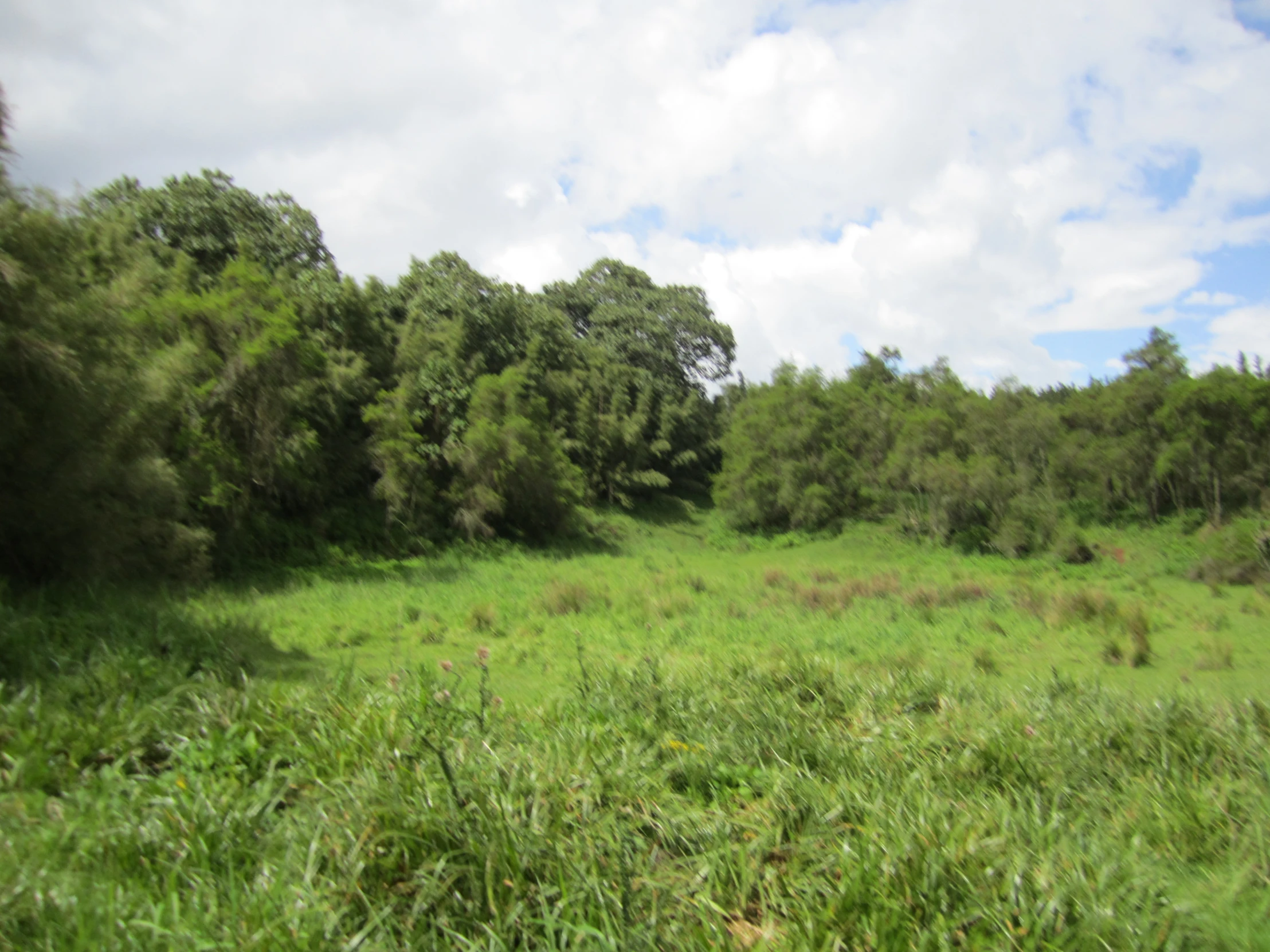 there are many green bushes and trees along this field