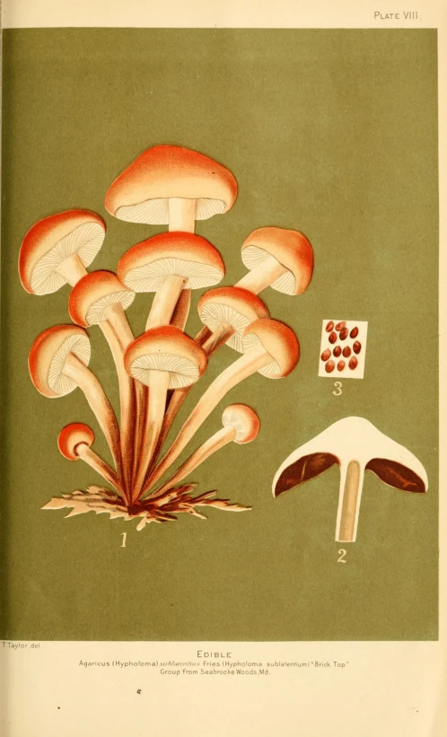 mushroom collection and tools illustration, from the early 1900's