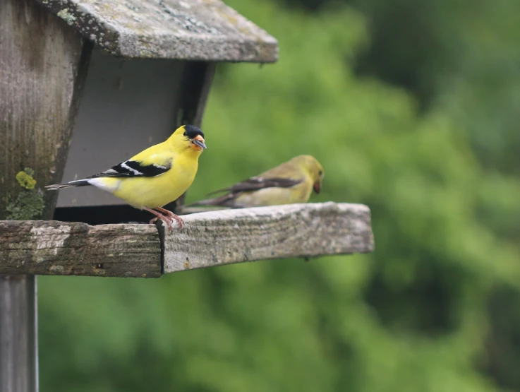 a pair of yellow birds perched on top of a bird feeder