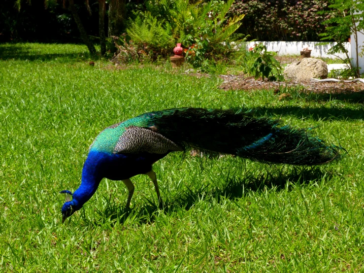 peacock displaying tail feathers in front of backyard