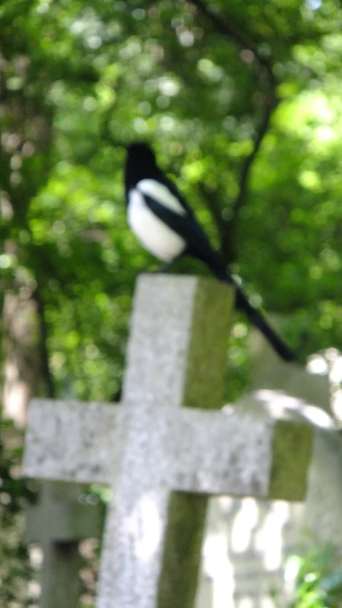 a black and white bird is standing on a cross