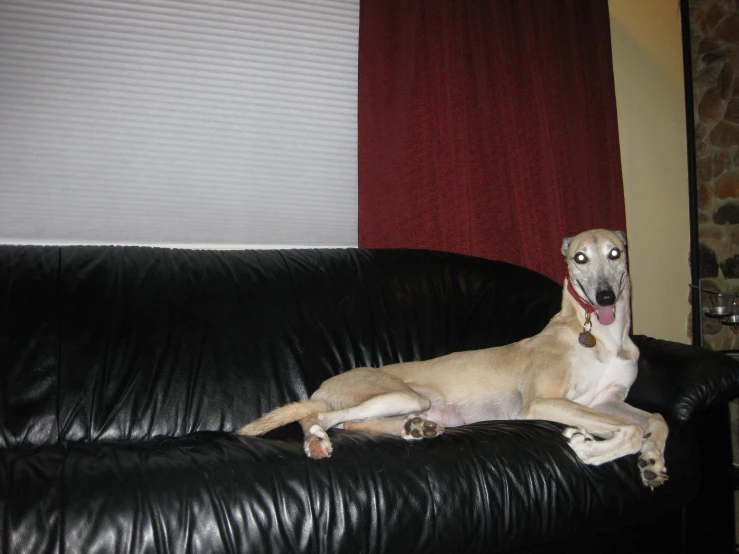 a dog on top of a black leather couch with his mouth open