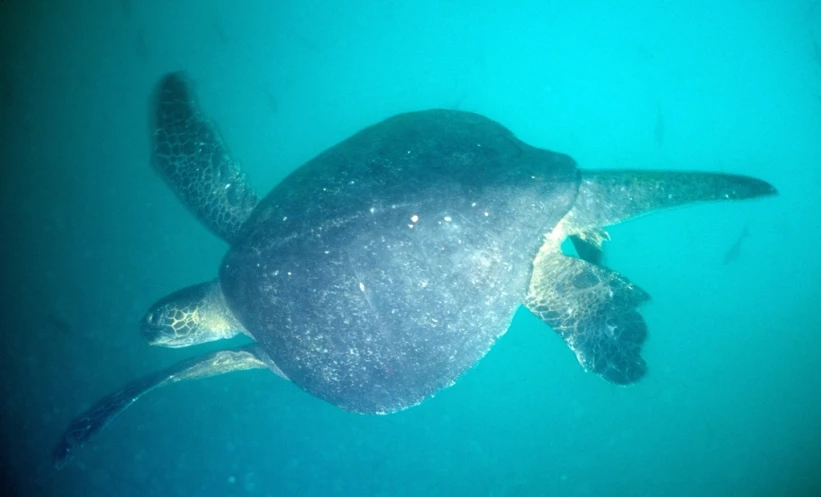 a green turtle swims through the water with it's head above the surface