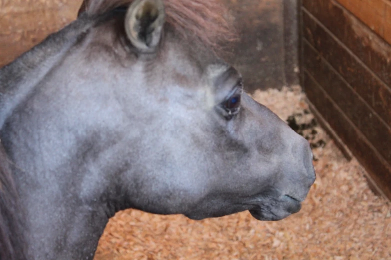 closeup on the head and eyes of a gray horse