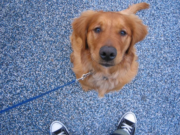 a dog is on the floor next to someone's feet