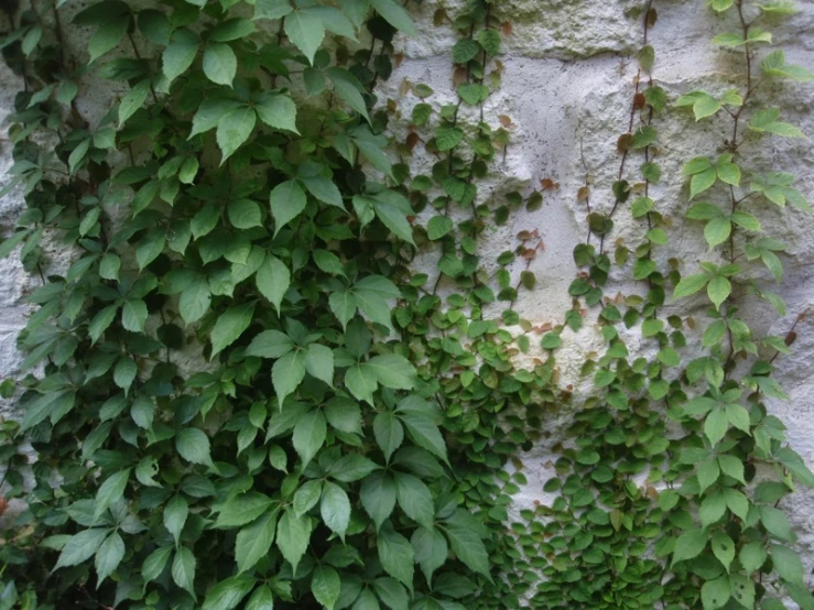 a large stone wall covered in many green vines