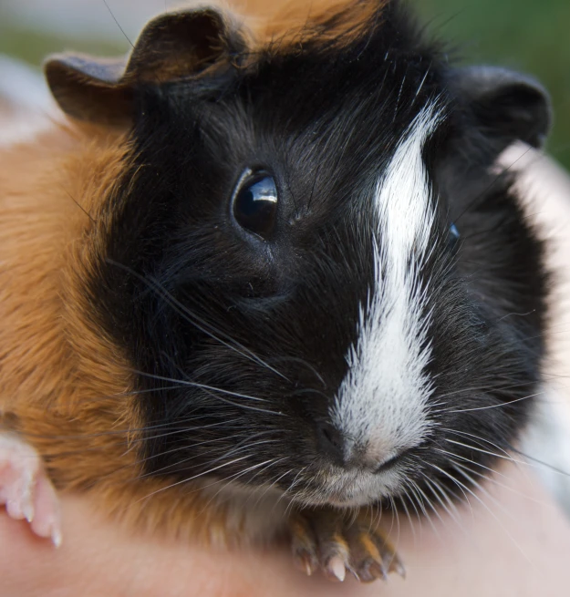 a person holding a guinea pig in their arms