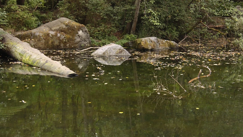 rock and tree logs submerged in a lake