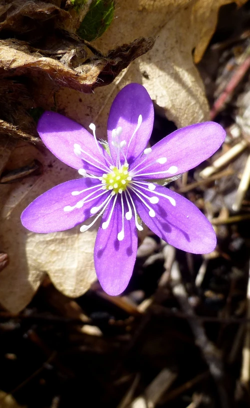 an purple flower blooming in the sun on the ground