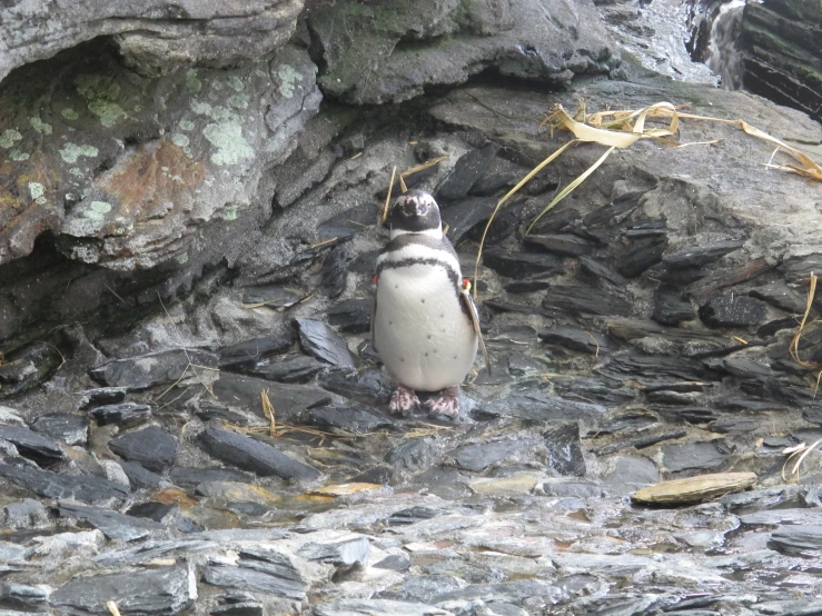 a penguin standing next to a waterfall filled with water