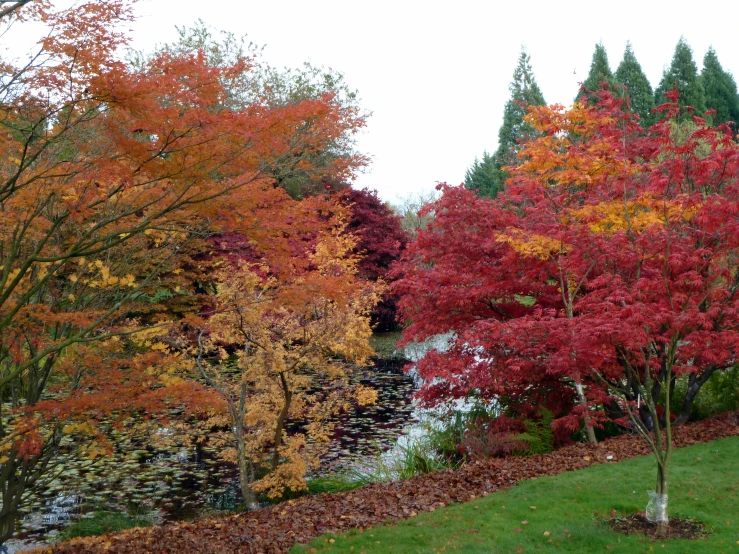 red and orange trees are along the side of the river