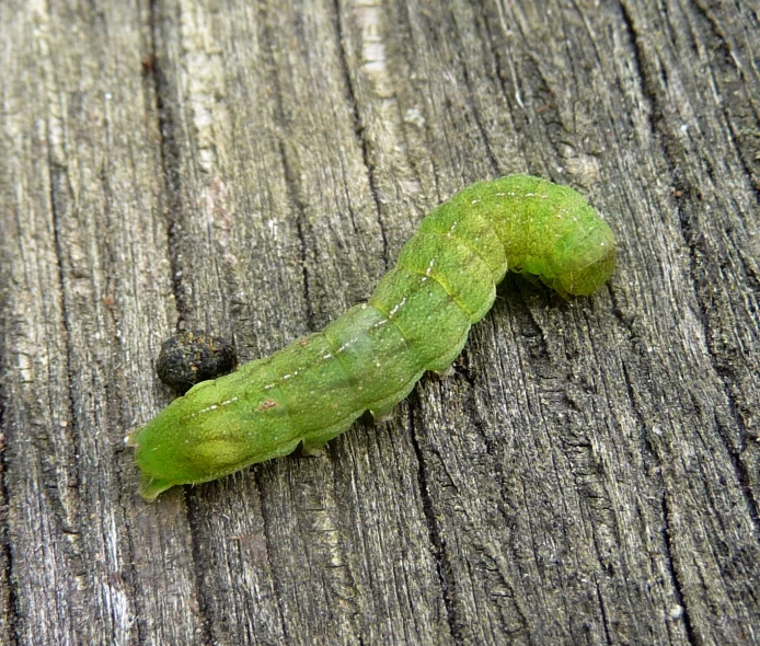 green caterpillar on wood looking like a worm
