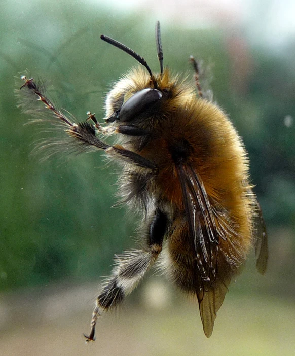 an extreme close up picture of a honey on its back legs