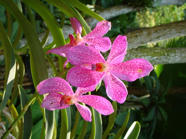 two purple orchids and green leaves are in the sunlight