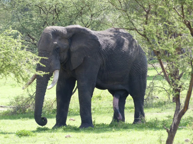 an elephant is standing in the shade of a group of trees