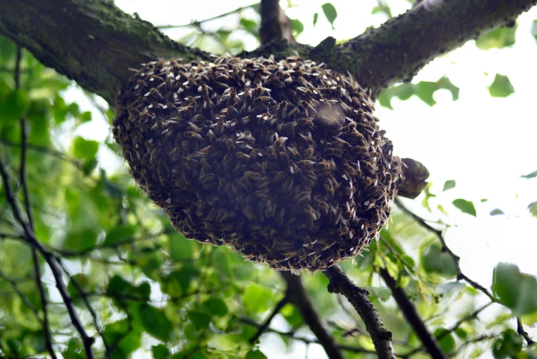 beehives clustered high in a tree and nest with many bees