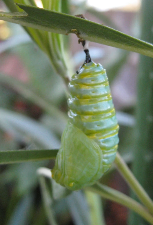 a very pretty green caterpillar sitting on a leaf