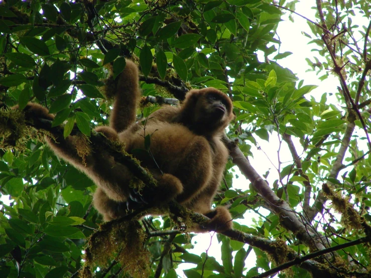 a monkey hanging from the nches of a tree