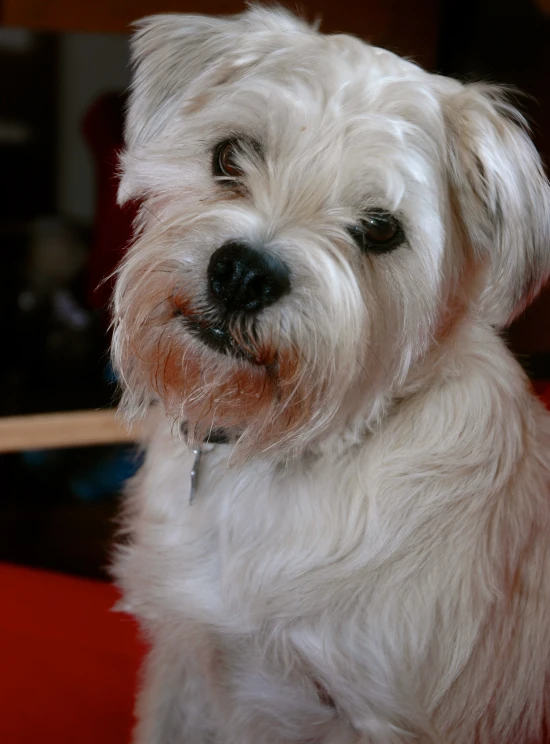 an animal with a white and black face sitting on a red surface