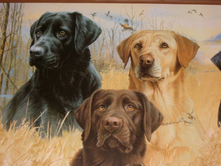 this is a picture of three dogs in the field