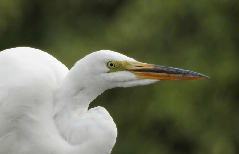 close up portrait of a white egret standing in front of green background