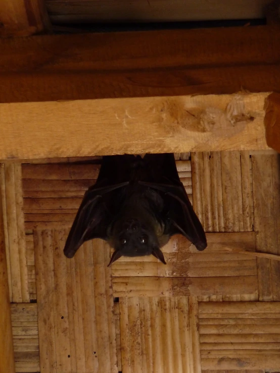 there is a bat sitting on the wooden floor