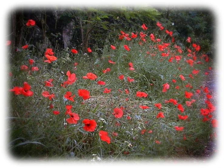 a field full of red flowers and grass