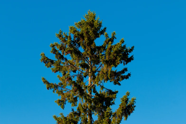 a bird perches on a tree next to a clear sky