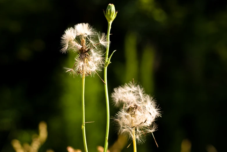 two dandelions sitting on top of a green stem