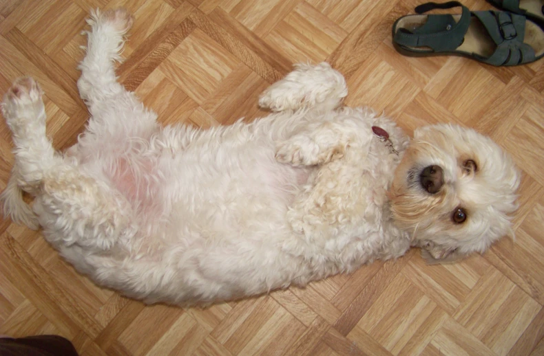 a small white dog is rolling around on the floor