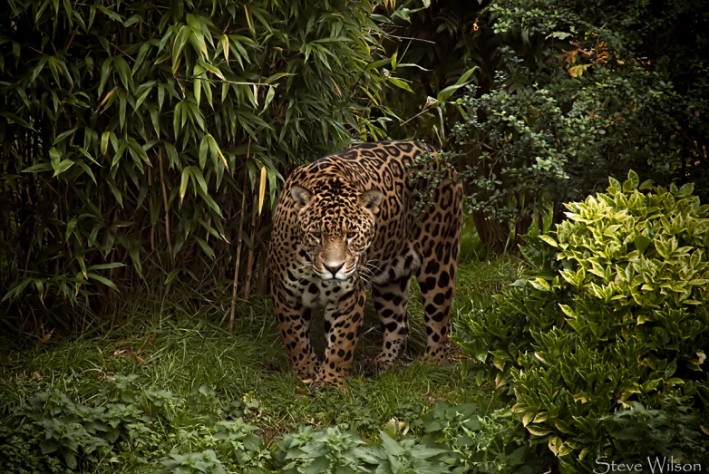 a jaguar standing in the forest alone