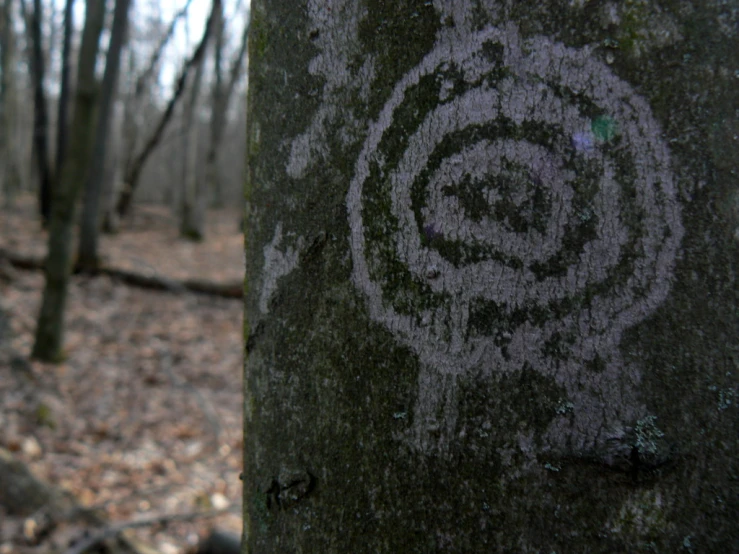 the carved patterns on the bark of this tree are circular