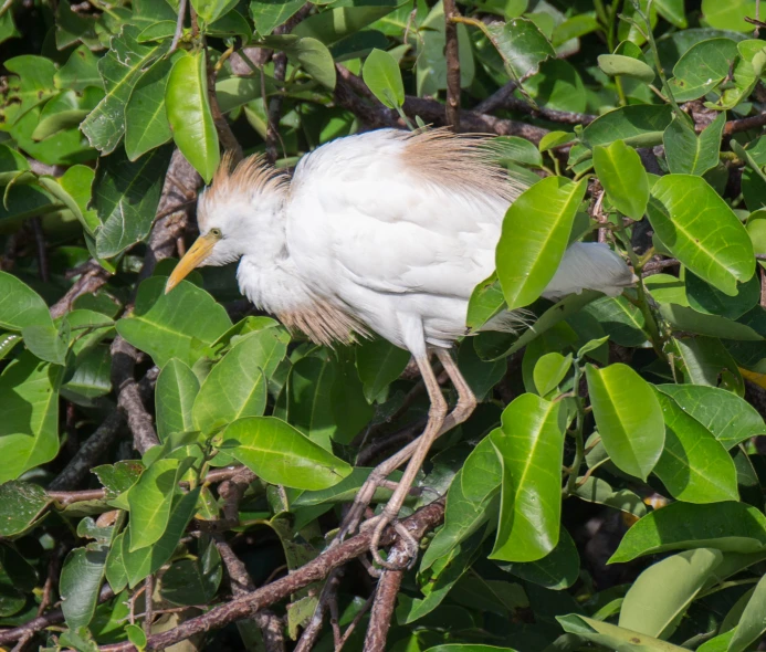 a white bird in a tree looking for food