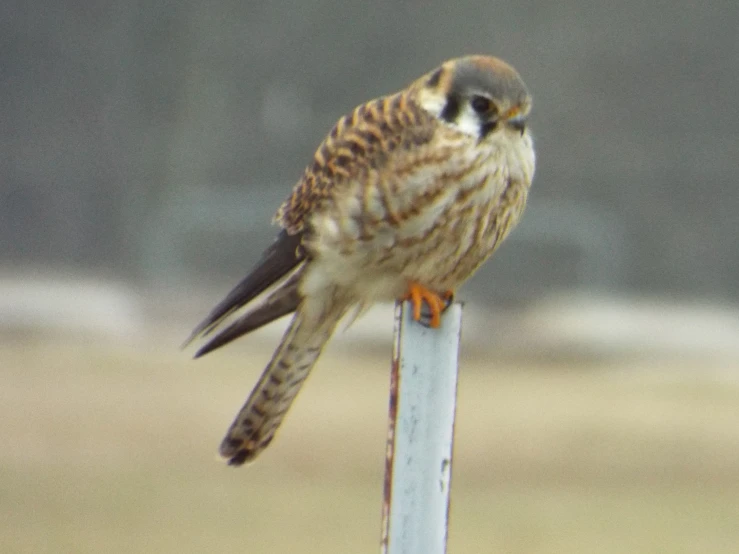 the bird has long black wings, but not brown head