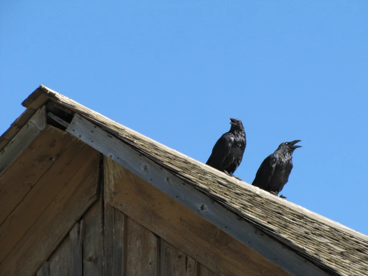 two black crows sitting on the roof of a wooden house