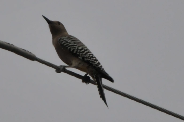 a small bird sitting on a power line