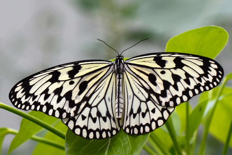 an image of a erfly that is on the leaf