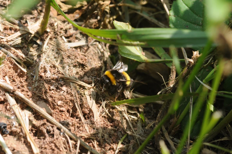 some yellow and black bugs in the grass