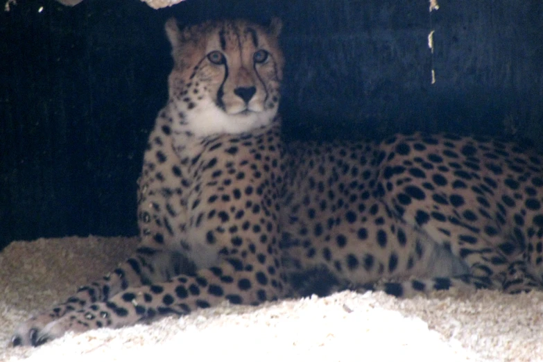 a cheetah sitting in its pen looking down at soing