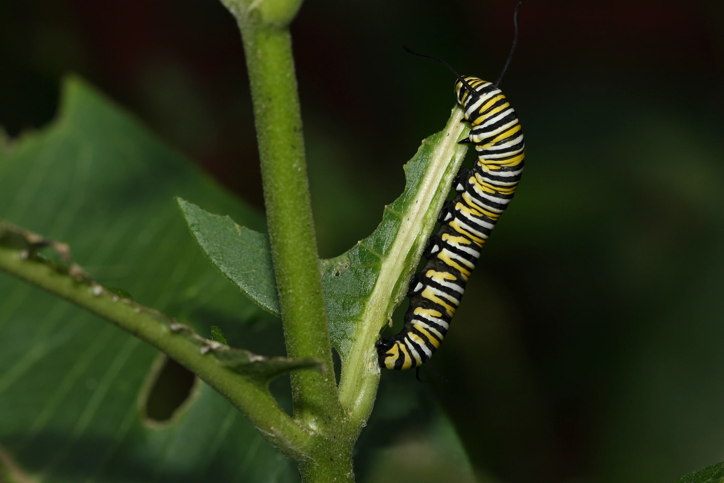 an adult caterpillar is on the stem of a plant