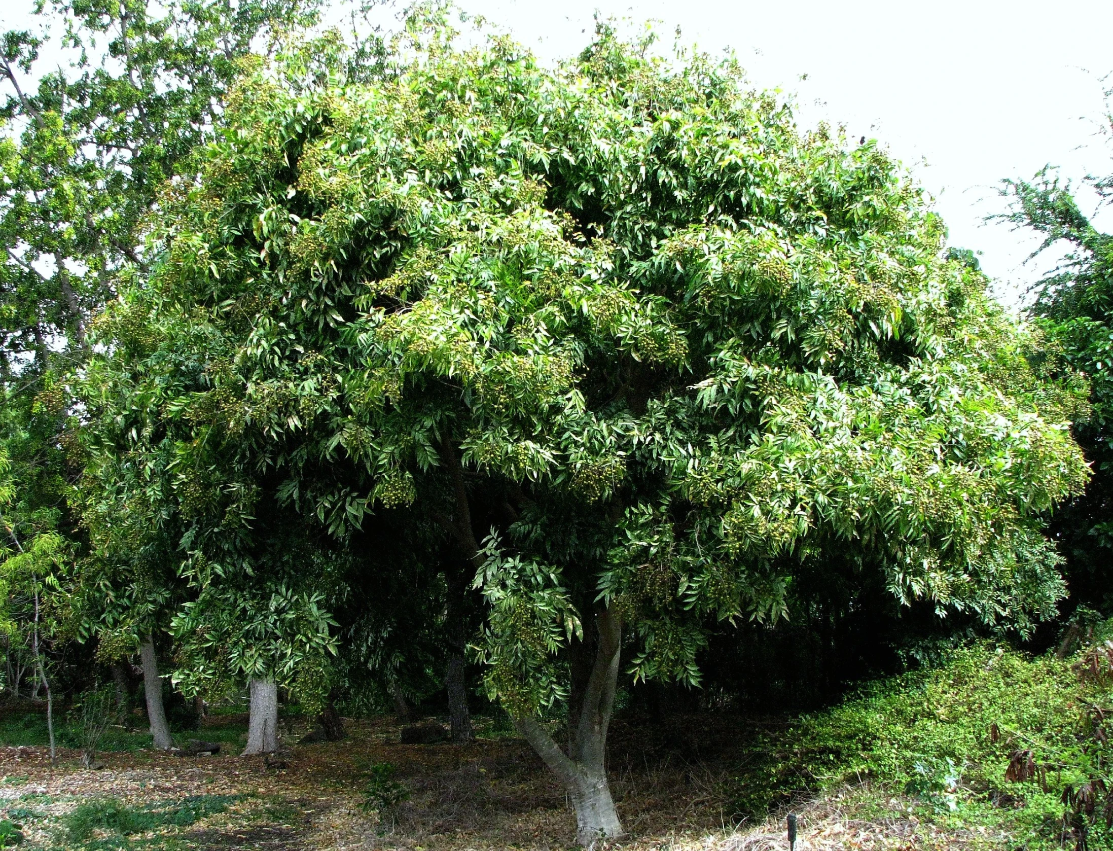 a large tree with lots of leaves in the middle of a field