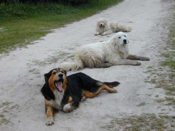 three dogs sitting next to each other on a gravel path