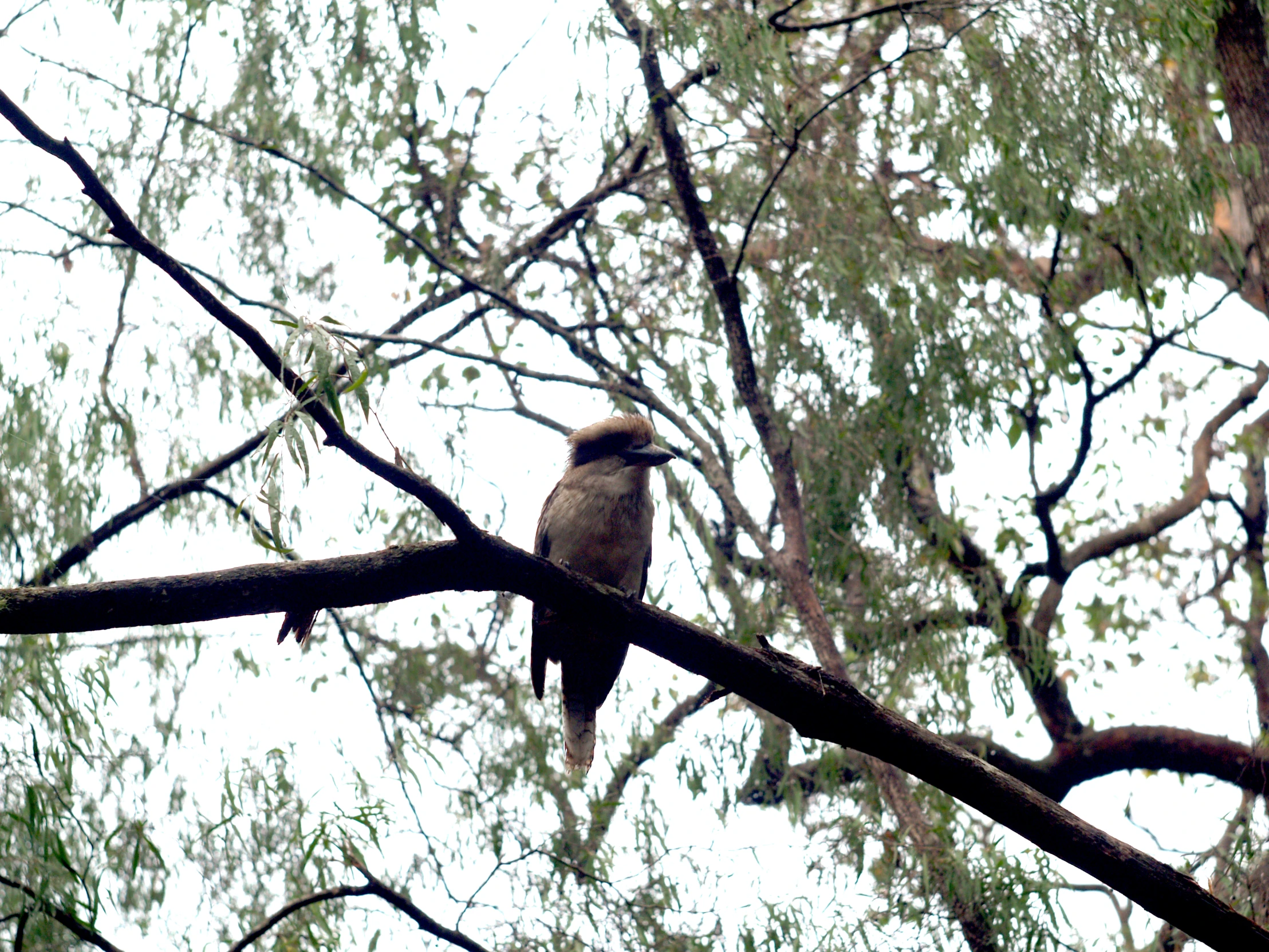 a bird sitting on a nch in front of a leafless tree