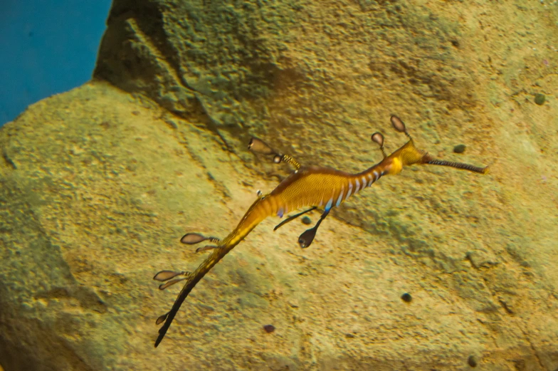 a large lizard hanging out of a large rock