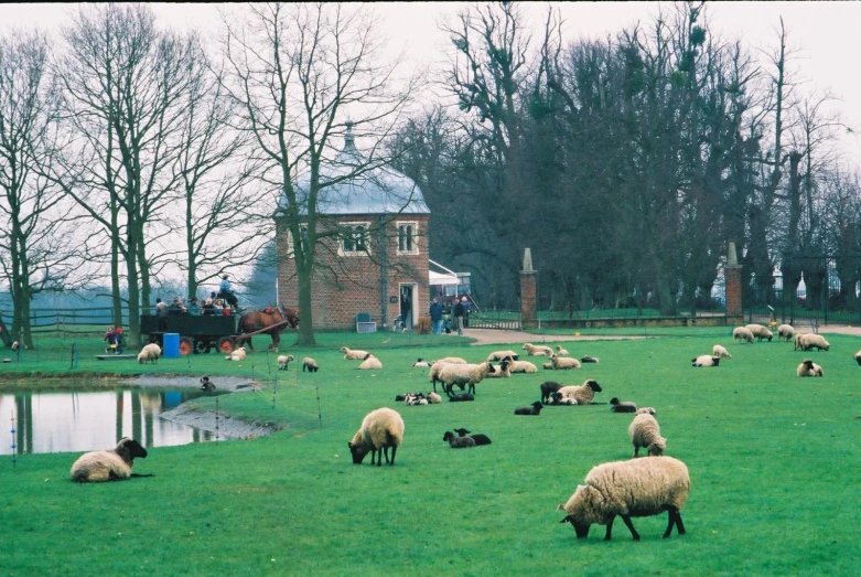 sheep in a field, many of them eating grass