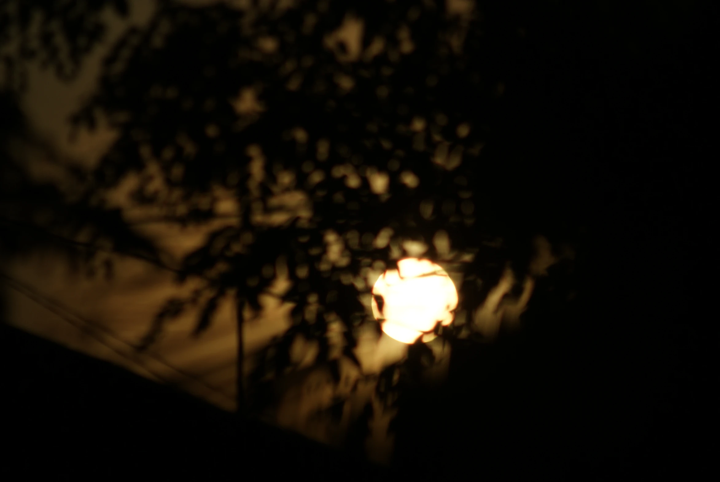the sun just behind a tree in the dark