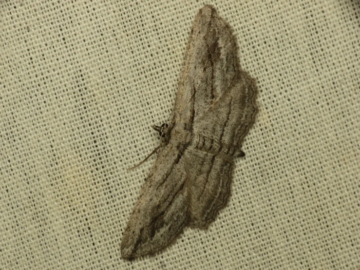 a brown moth is laying on a beige cloth